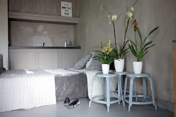 brussels diamond orchid high 12,5cm white